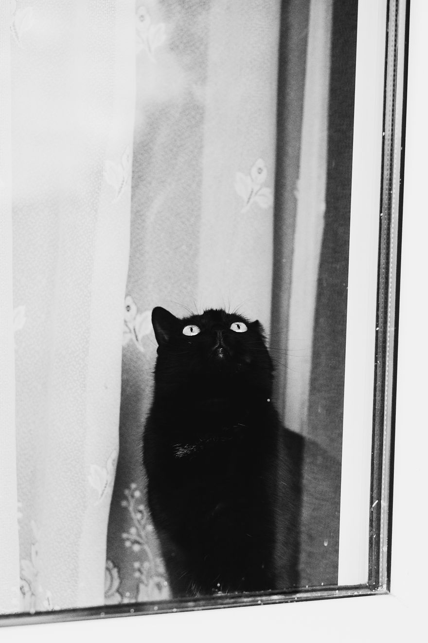 Cat And Window - A Perfect Mix