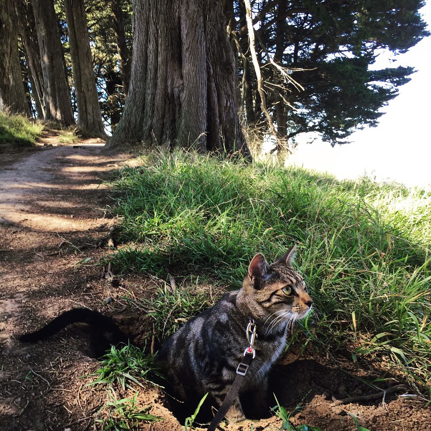 Little Shelter Kitten Becomes Best Hiking Partner