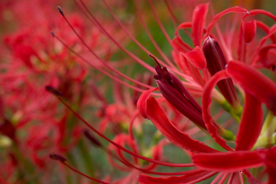 Welcome To The Red World Of Spider Lilies