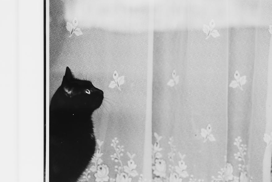 Cat And Window - A Perfect Mix