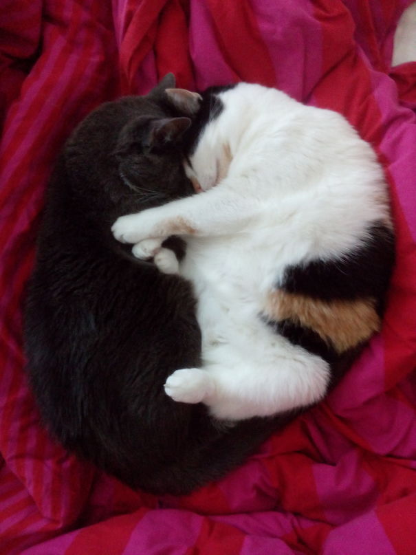 Best Friends Asleep, Nearly Yin And Yang!