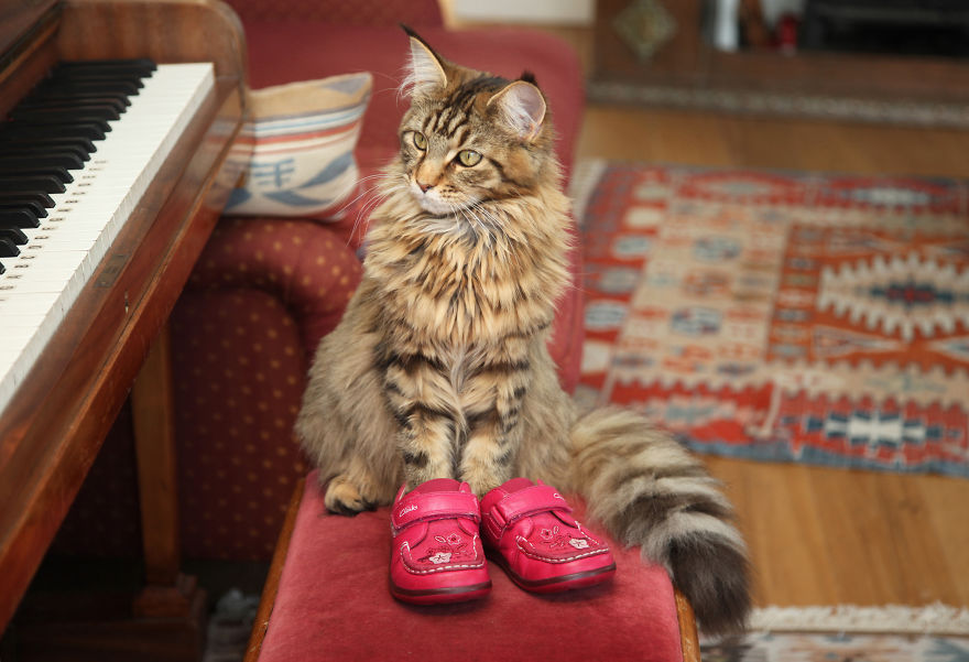 Why Maine Coon Cats Are So Cool