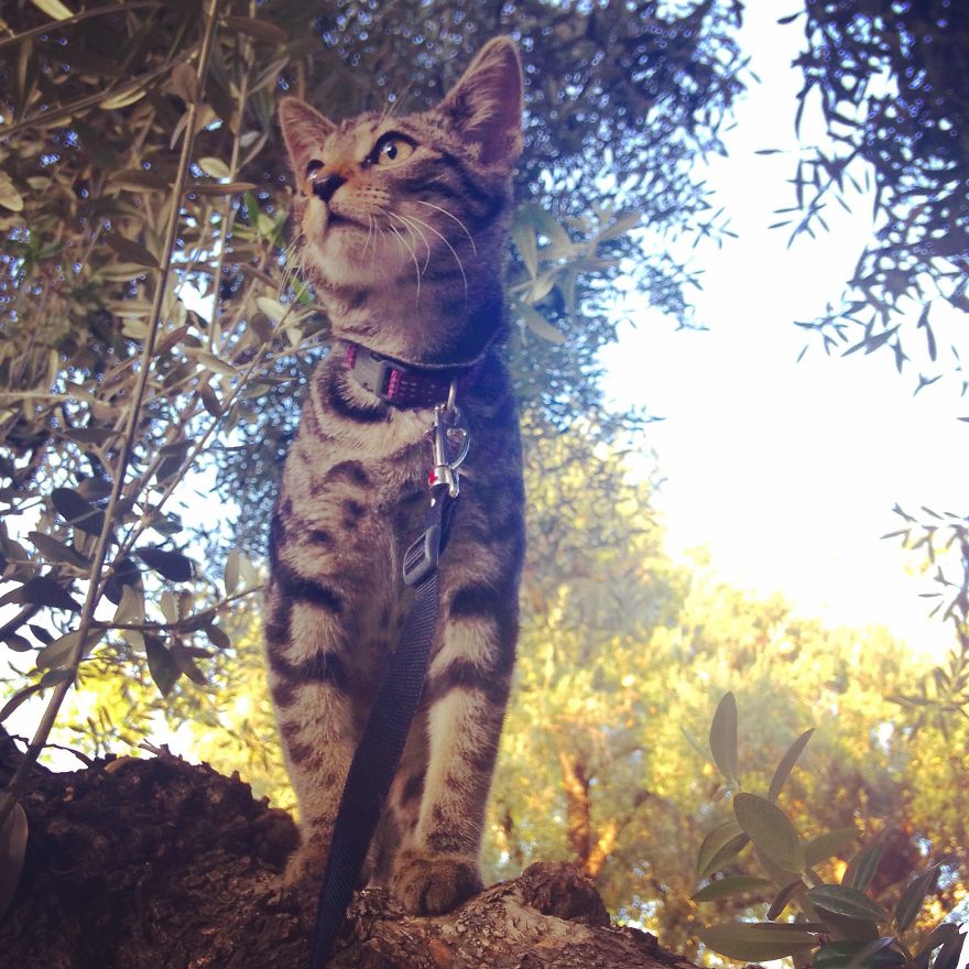 Little Shelter Kitten Becomes Best Hiking Partner