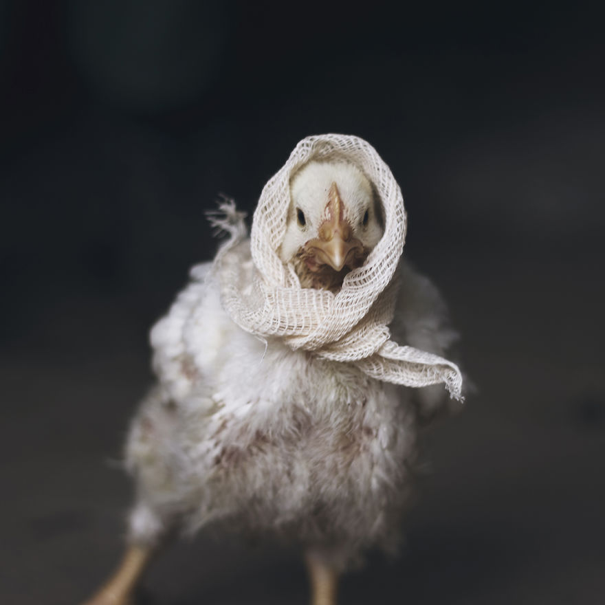 Photographer Who Loves Capturing Animals In A Different Outfits