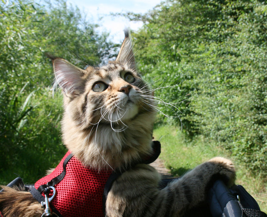 Why Maine Coon Cats Are So Cool