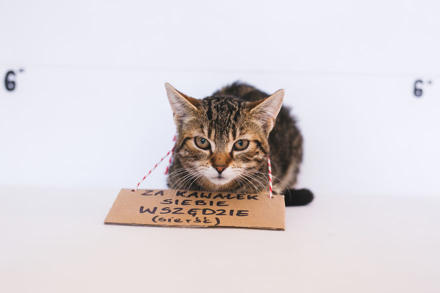 We Photographed Cats That Are Under The Care Of Our Foundation