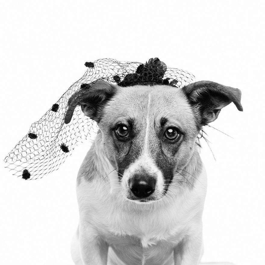 I Dressed Dogs Up As Famous People And Photographed Them To Raise Money For My Local SPCA