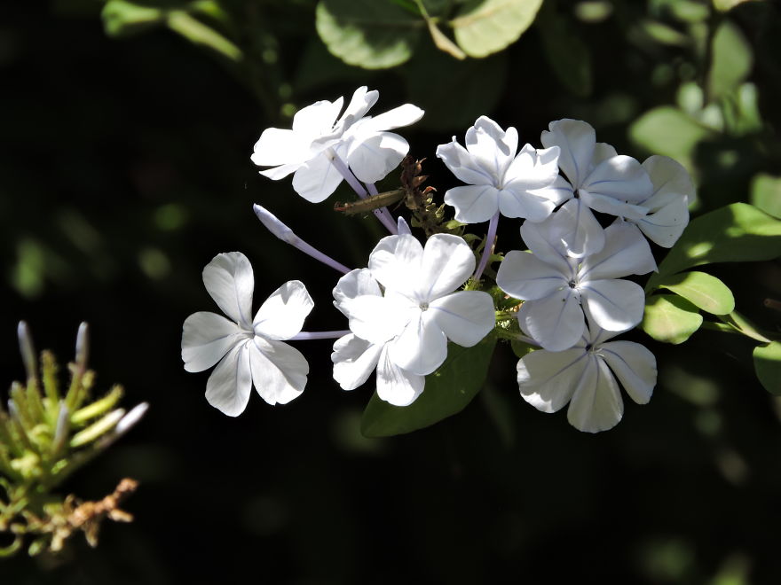 A Poet's Love Of Flowers