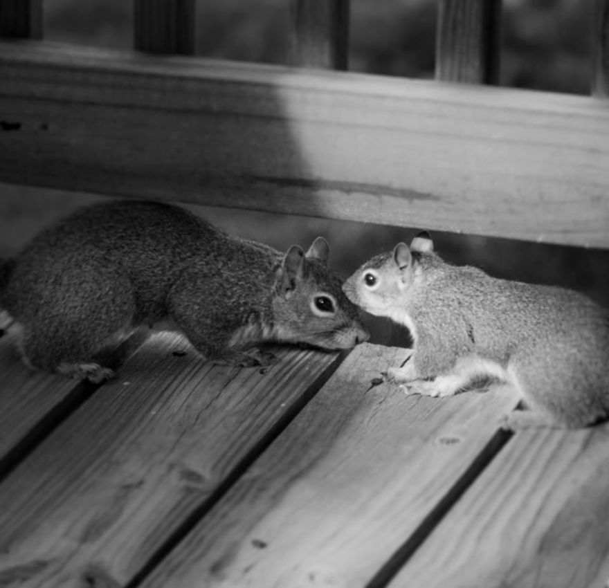The Story Of A Squirrel Which Lived In My Attic