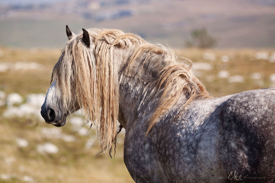 Wild Horses Showed Me What It Takes To Be At Peace Wild Horses Showed Me What It Takes To Be At Peace