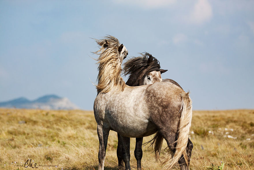 Wild Horses Showed Me What It Takes To Be At Peace Wild Horses Showed Me What It Takes To Be At Peace