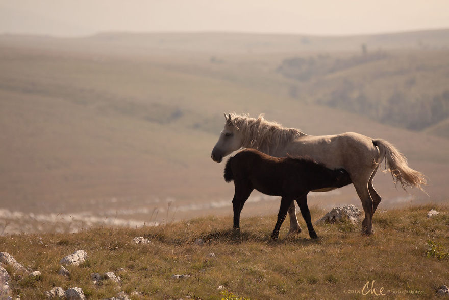 Wild Horses Showed Me What It Takes To Be At Peace Wild Horses Showed Me What It Takes To Be At Peace