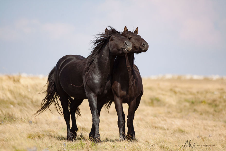 Wild Horses Showed Me What It Takes To Be At Peace Wild Horses Showed Me What It Takes To Be At Peace