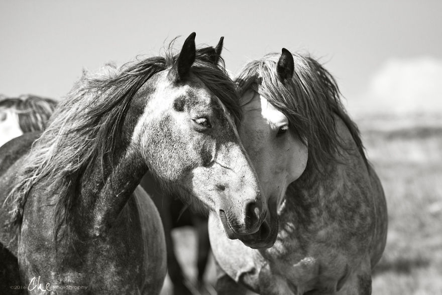 Wild Horses Showed Me What It Takes To Be At Peace Wild Horses Showed Me What It Takes To Be At Peace