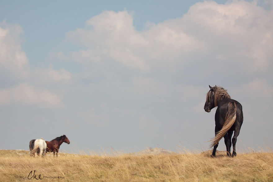 Wild Horses Showed Me What It Takes To Be At Peace Wild Horses Showed Me What It Takes To Be At Peace