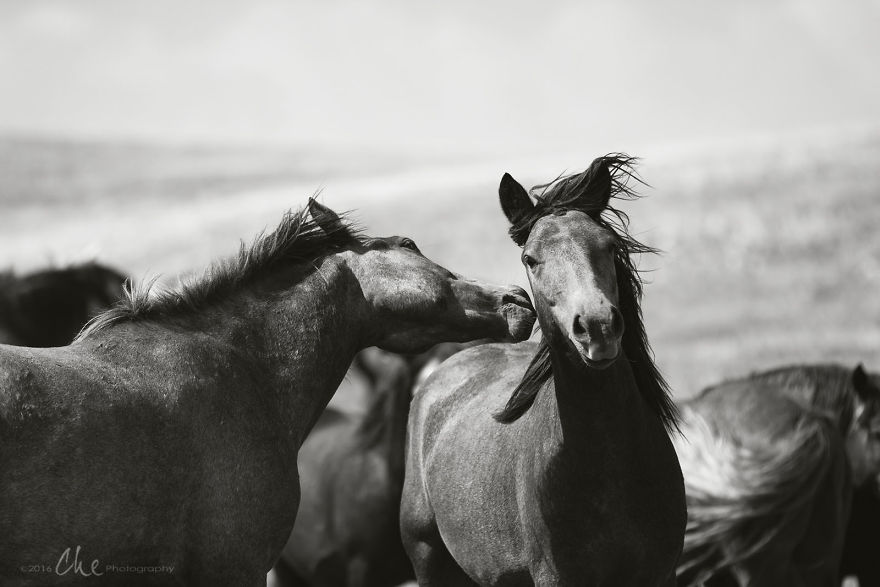 Wild Horses Showed Me What It Takes To Be At Peace Wild Horses Showed Me What It Takes To Be At Peace
