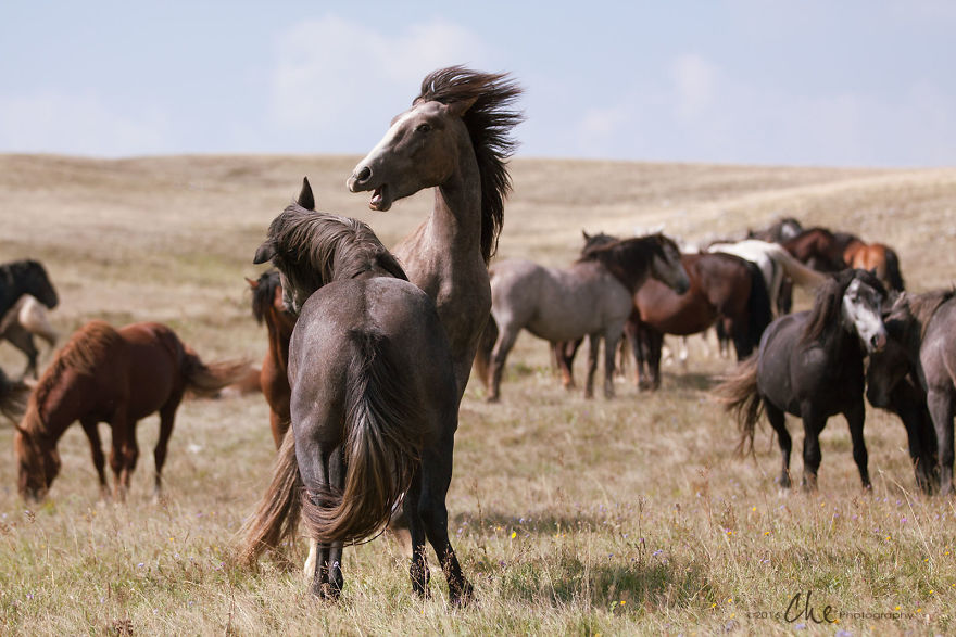 Wild Horses Showed Me What It Takes To Be At Peace Wild Horses Showed Me What It Takes To Be At Peace