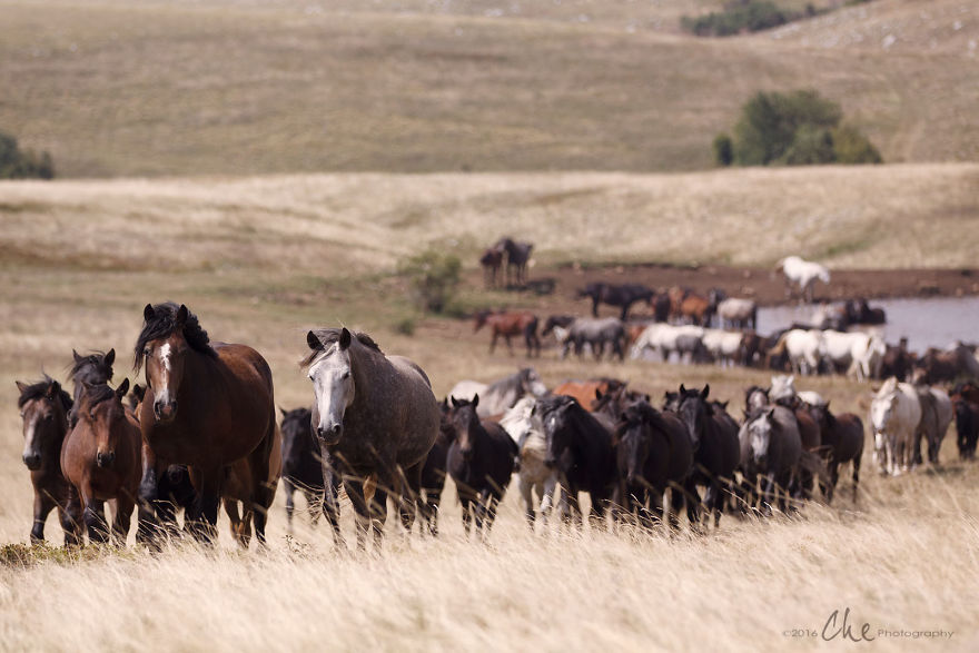 Wild Horses Showed Me What It Takes To Be At Peace Wild Horses Showed Me What It Takes To Be At Peace