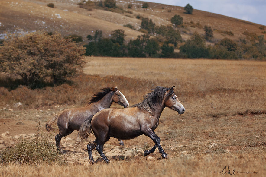 Wild Horses Showed Me What It Takes To Be At Peace Wild Horses Showed Me What It Takes To Be At Peace