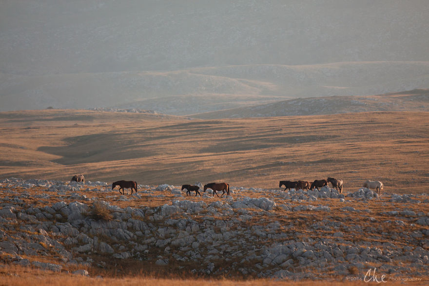 Wild Horses Showed Me What It Takes To Be At Peace Wild Horses Showed Me What It Takes To Be At Peace