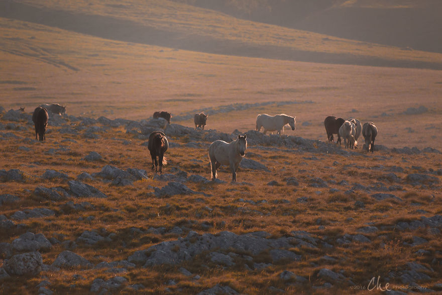 Wild Horses Showed Me What It Takes To Be At Peace Wild Horses Showed Me What It Takes To Be At Peace