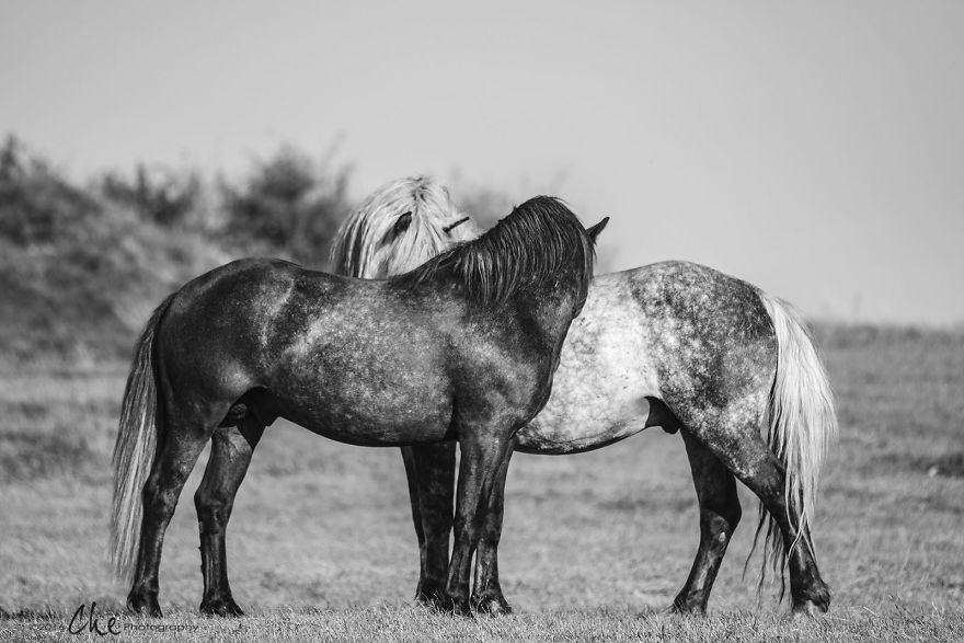 Wild Horses Showed Me What It Takes To Be At Peace Wild Horses Showed Me What It Takes To Be At Peace