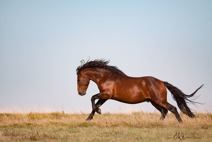 Wild Horses Showed Me What It Takes To Be At Peace Wild Horses Showed Me What It Takes To Be At Peace