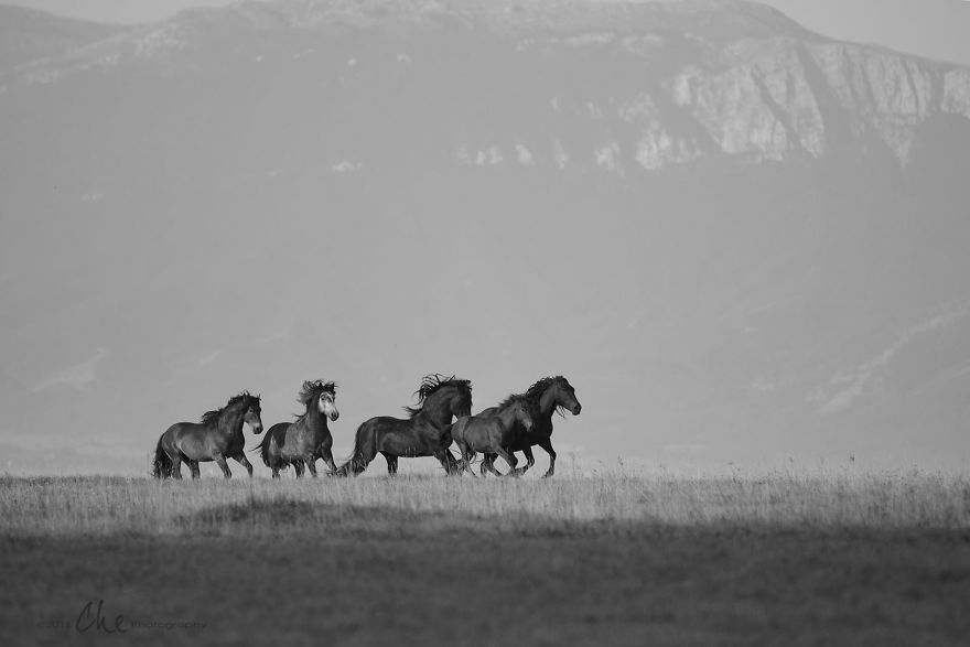 Wild Horses Showed Me What It Takes To Be At Peace Wild Horses Showed Me What It Takes To Be At Peace