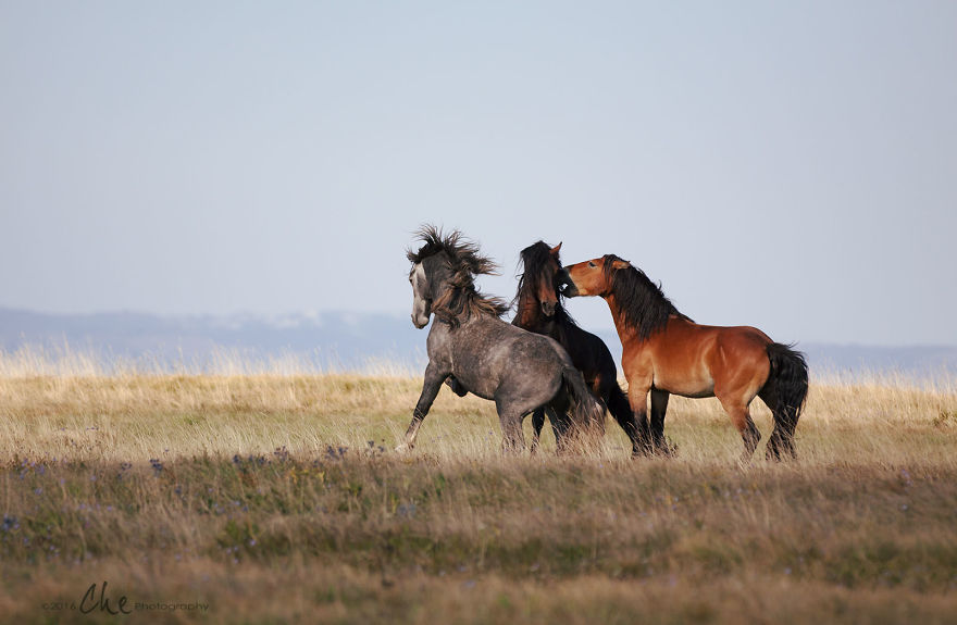 Wild Horses Showed Me What It Takes To Be At Peace Wild Horses Showed Me What It Takes To Be At Peace