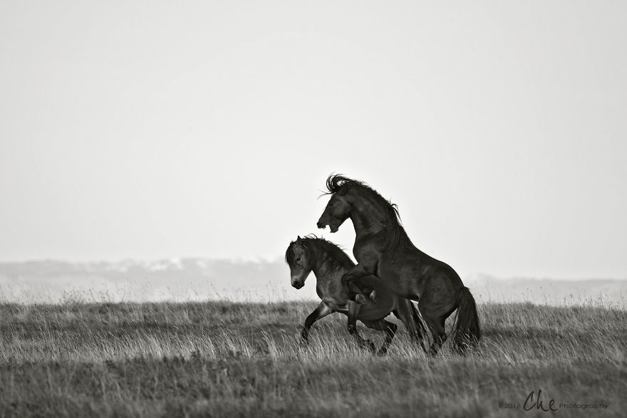 Wild Horses Showed Me What It Takes To Be At Peace Wild Horses Showed Me What It Takes To Be At Peace