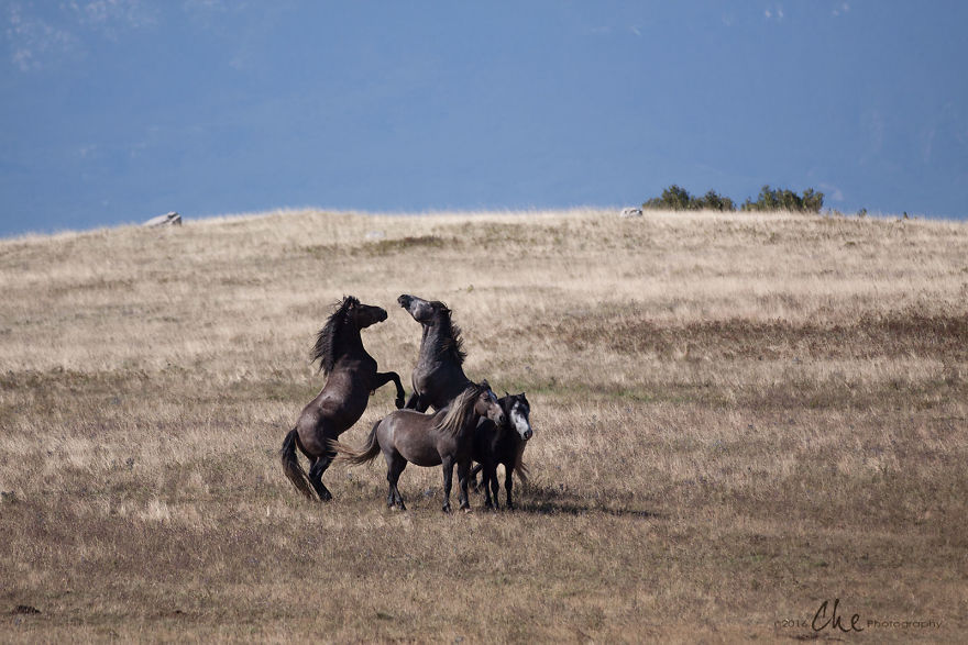 Wild Horses Showed Me What It Takes To Be At Peace Wild Horses Showed Me What It Takes To Be At Peace