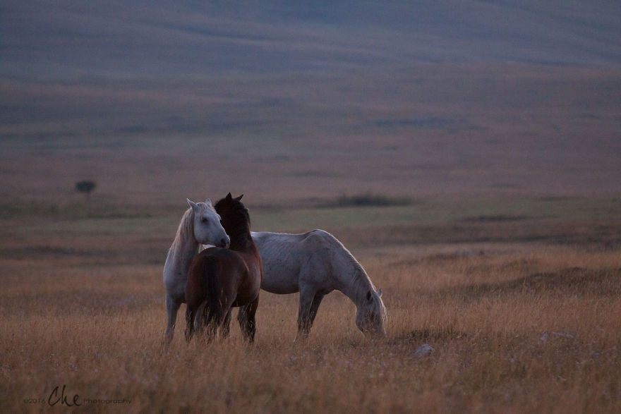 Wild Horses Showed Me What It Takes To Be At Peace Wild Horses Showed Me What It Takes To Be At Peace