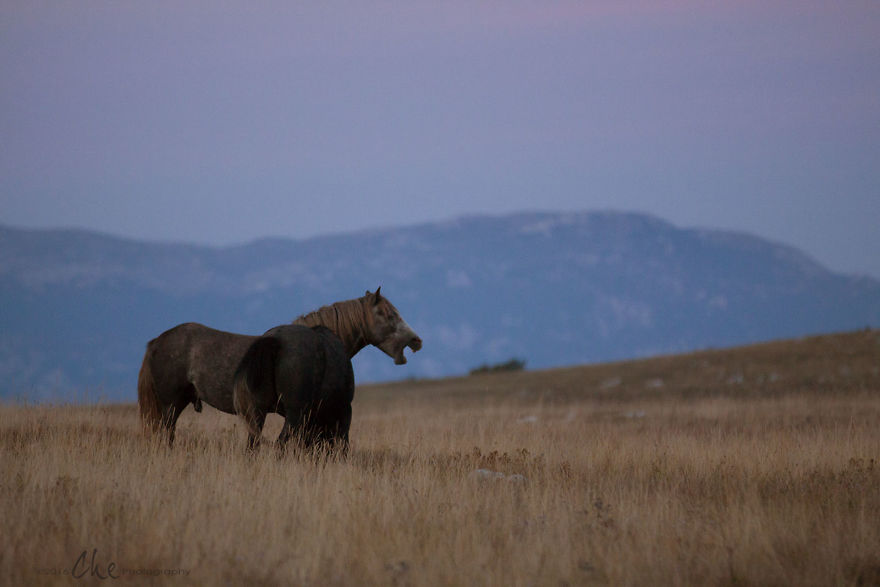 Wild Horses Showed Me What It Takes To Be At Peace Wild Horses Showed Me What It Takes To Be At Peace