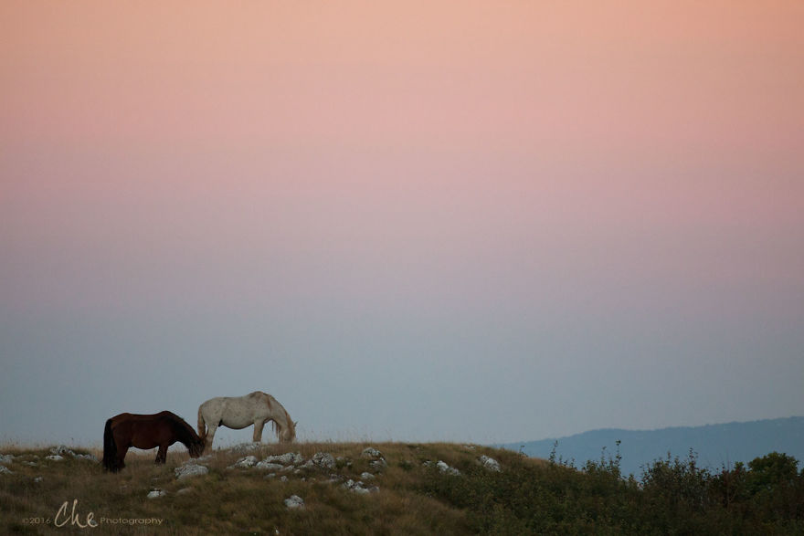 Wild Horses Showed Me What It Takes To Be At Peace Wild Horses Showed Me What It Takes To Be At Peace