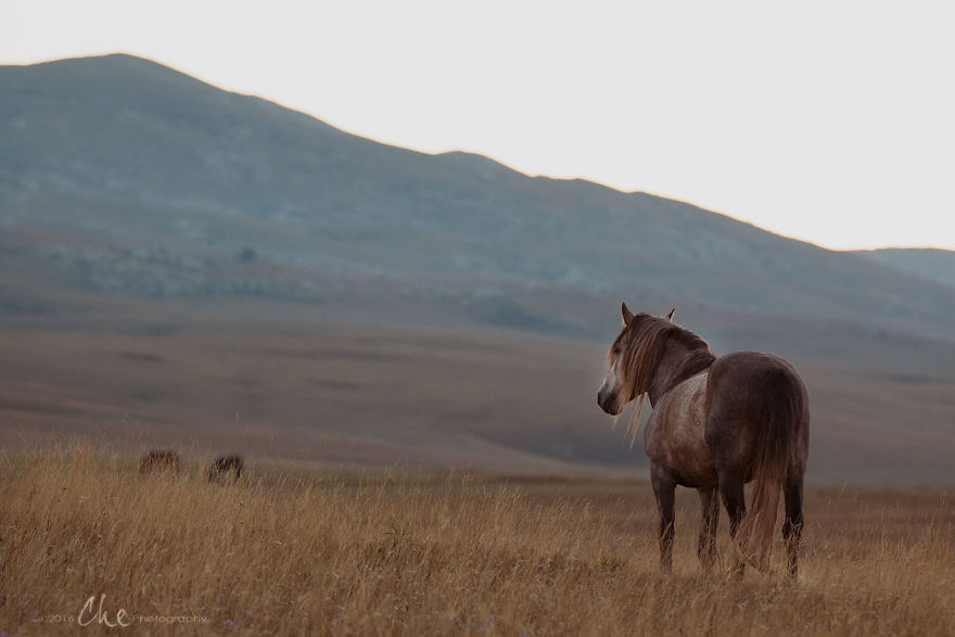 Wild Horses Showed Me What It Takes To Be At Peace Wild Horses Showed Me What It Takes To Be At Peace
