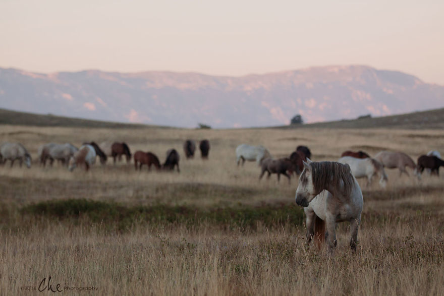 Wild Horses Showed Me What It Takes To Be At Peace Wild Horses Showed Me What It Takes To Be At Peace