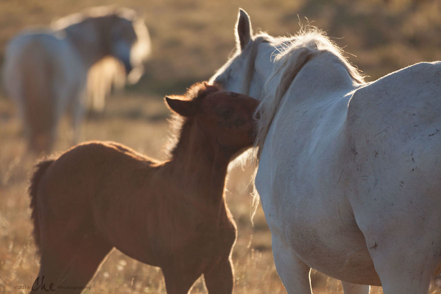 Wild Horses Showed Me What It Takes To Be At Peace Wild Horses Showed Me What It Takes To Be At Peace
