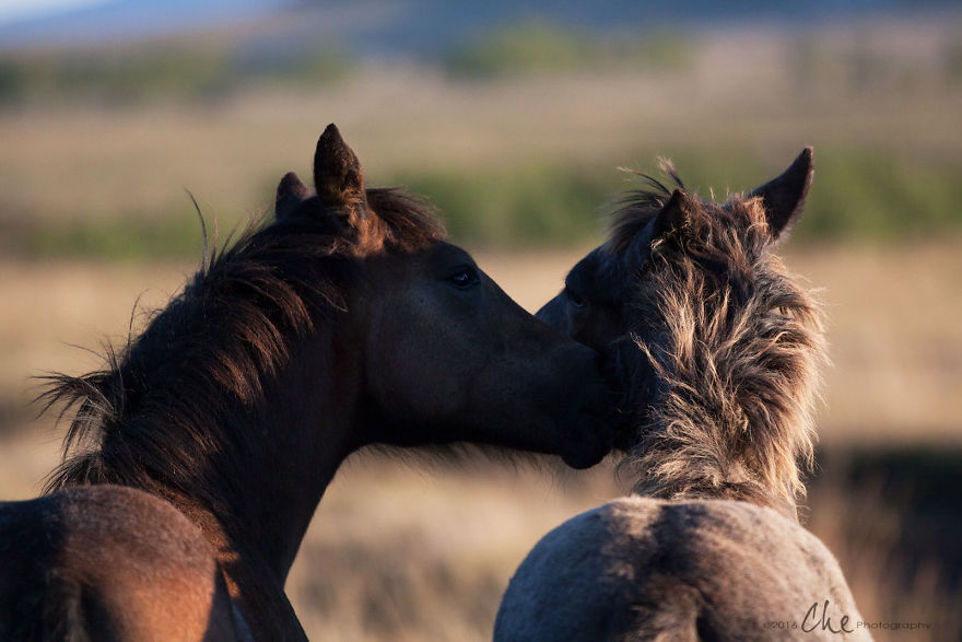 Wild Horses Showed Me What It Takes To Be At Peace Wild Horses Showed Me What It Takes To Be At Peace