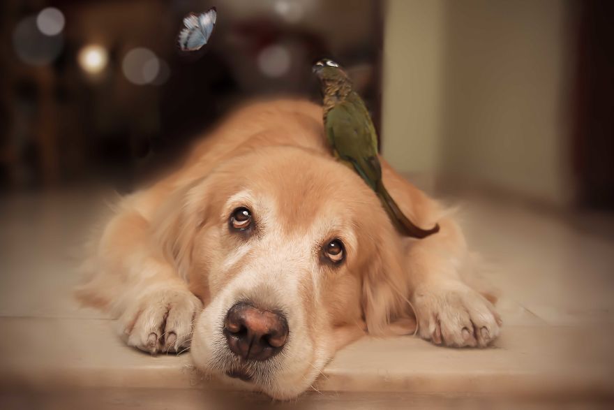I Photograph Pets In Funny Moments To Raise Money For Charity
