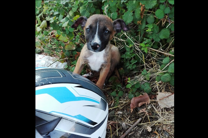 Meet Tirana, The Dog That Traveled 5000km By Motorbike To Arrive Home