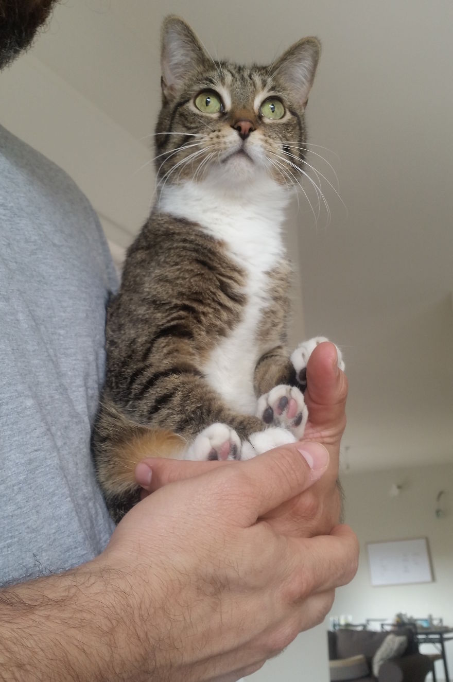 Shrimp, My Cat, Decided To Join While I Was Trying To Create An Educational Video Shrimp, My Cat, Decided To Join While I Was Trying To Create An Educational Video