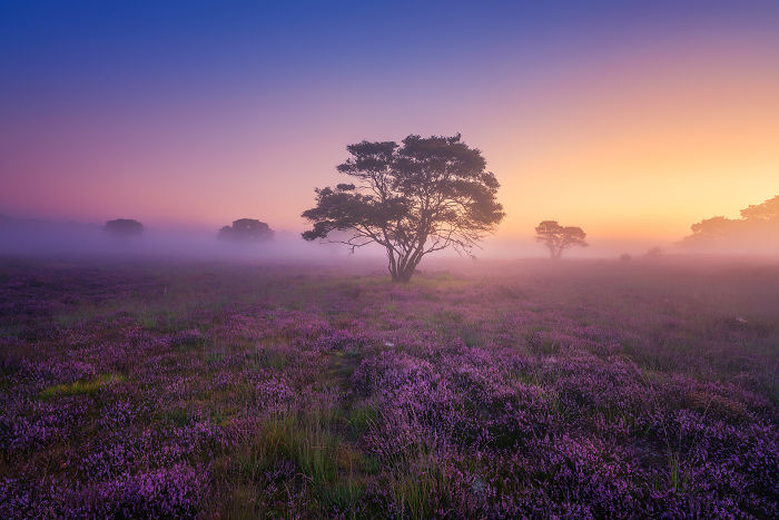 Why You Should Visit My Homeland The Netherlands In August – A Purple Dream