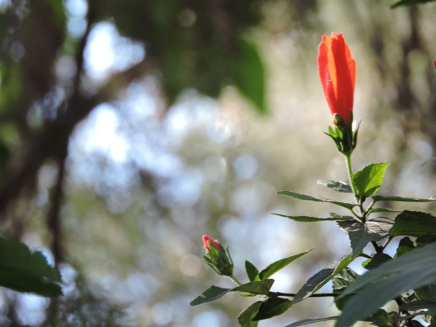 A Poet's Love Of Flowers