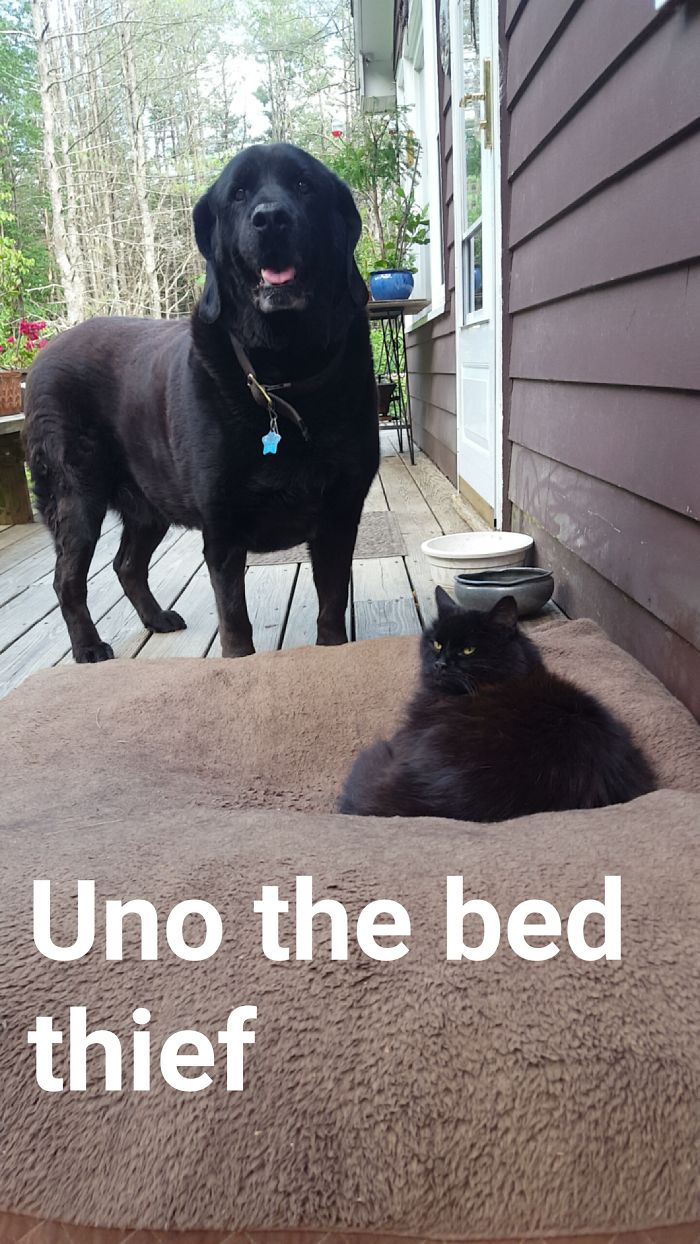Uno The Bed Thief