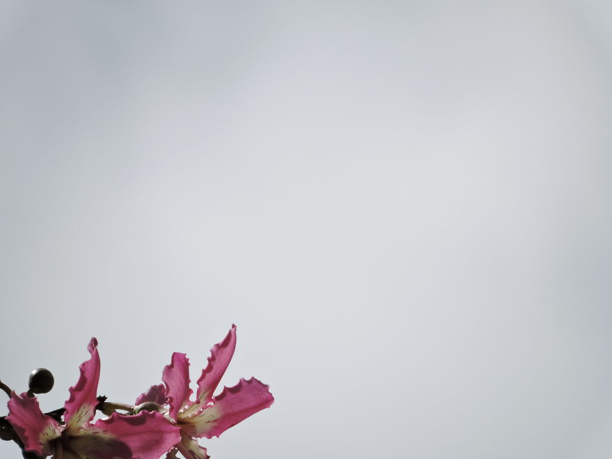 A Poet's Love Of Flowers