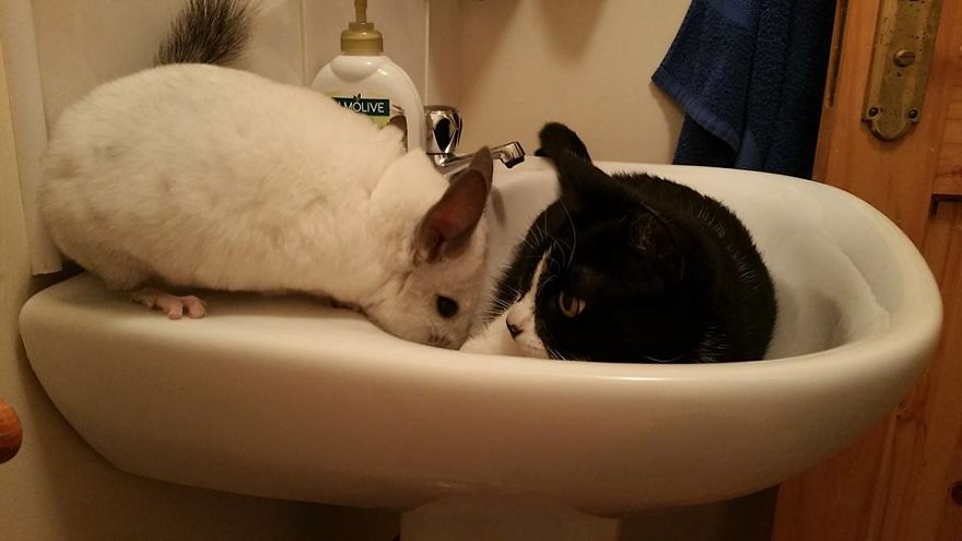 Great Friends - Sz&ouml;rcsi And Lufi