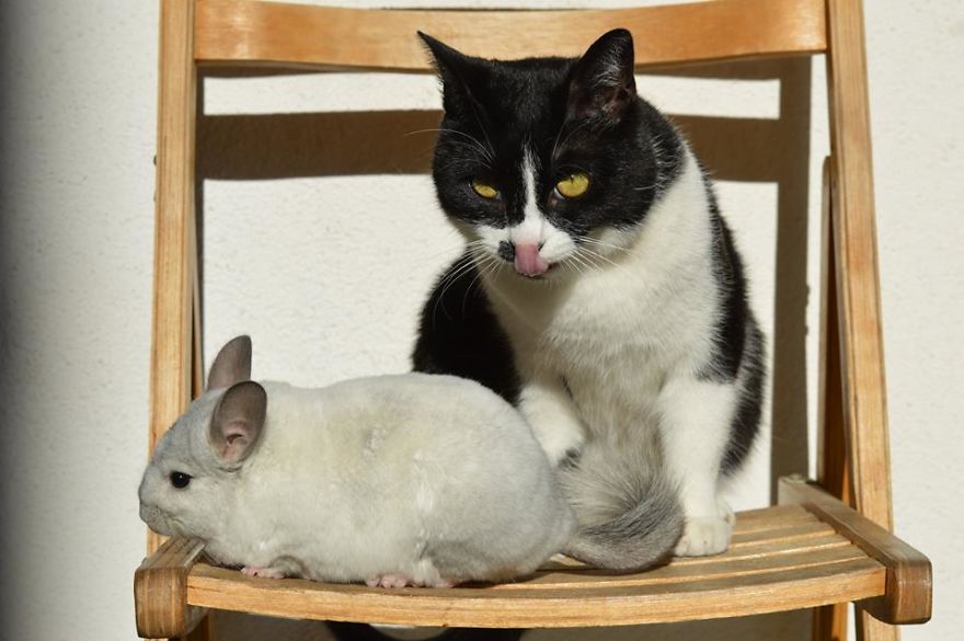 Great Friends - Sz&ouml;rcsi And Lufi
