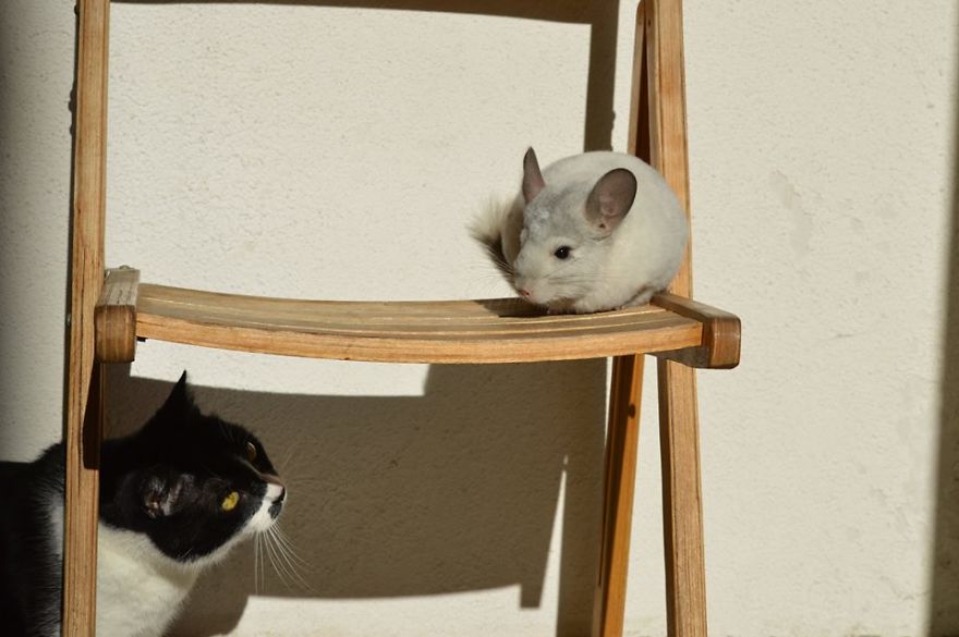 Great Friends - Sz&ouml;rcsi And Lufi