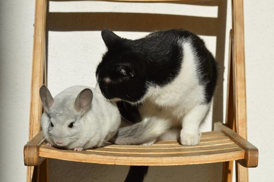 Great Friends - Sz&ouml;rcsi And Lufi