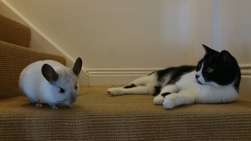 Great Friends - Sz&ouml;rcsi And Lufi